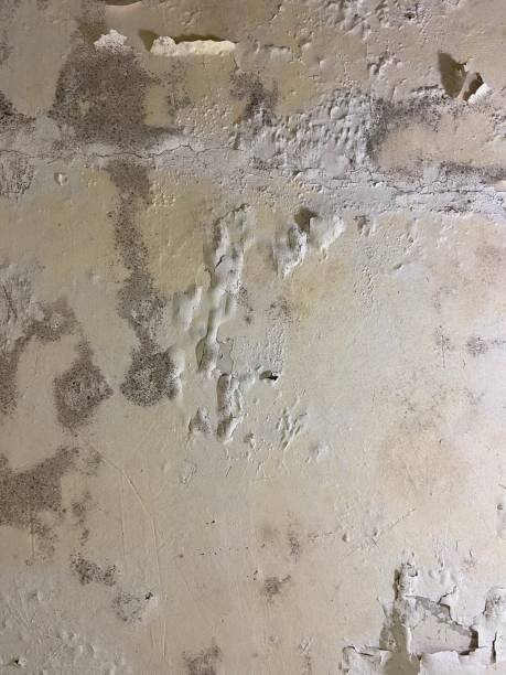 Crawl Space Mold Removal in Macopin, NJ