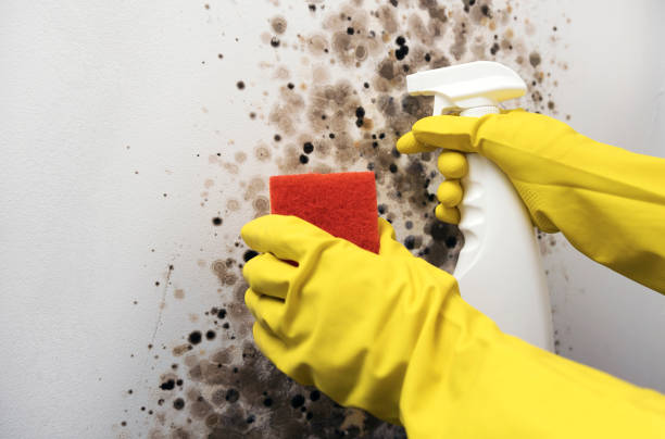 Best Residential Mold Removal  in Macopin, NJ